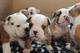 Impresionantes cachorros de bulldog inglés en venta