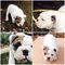 Impresionantes camadas de bulldog inglés en adopcion