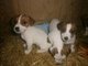 Jack russel para familias amorosas