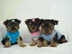 Jumjum nasdis cachorros yorkshire terrier mini toy