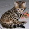 Los gatitos de Bengala asombrosos para Good Homes - Foto 1