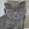 Lovable gatitos british shorthair disponibles - Foto 1