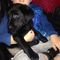 Negro chunky labrador perra 9 semanas de edad