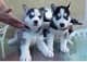 Ojos de azules de akc pura raza husky siberiano cachorros para un
