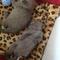 Pedigree completo British Shorthair Kitten en Foumban naturaleza, - Foto 1