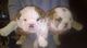 Preciosos cachorros bulldog ingles - Foto 1