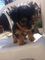 Regalo Cachorros de Yorkshire Terrier - Miniture - Foto 1