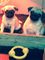 Regalo cachorros pug impresionantes