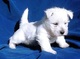 Regalo cachorros westie para adopcion