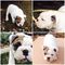 Regalo precioso macho de bulldog ingles con pedigree