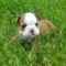 Regalo preciosos cachorros de bulldog frances