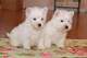Regalo siberiano westie cachorros