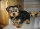 Regalo yorkshire terrier cachorros,,