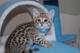 Serval y de sabanas gatitos magníficos en venta