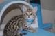 Serval y de sabanas gatitos magníficos en venta - Foto 1