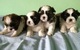 Toy imperiales cachorros Shih Tzu - Foto 1