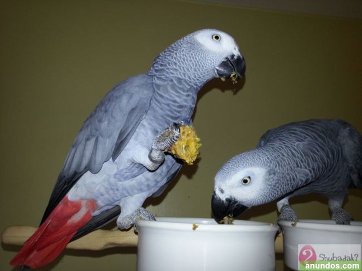 Pares de Linda cola roja machos y hembras loro yaco papillero par Palencia Ciudad Pares de Linda cola roja machos y hembras loro yaco papillero par Palencia Ciudad