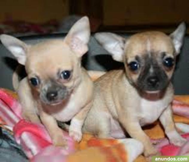 chihuahua perritos Santa de Tenerife, Tenerife