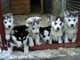 100% de Siberia con Encanto Husky Cachorros Para Adopción - Foto 1