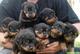 1cachorros de rottweiler calidad disponibles para el cuidado de l