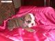 5 semanas-old-mujer-inglés-bulldog-in-need-de-un-buen-hogar