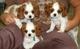Adorable cavalier king charles