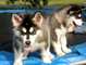 Adorable Masculino y Femenino Siberian Husky Cachorros Para Adopc - Foto 1