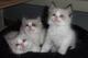 Adorables gatitos ragdoll gccf registrada