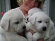 Afectuoso cachorros AKC Labrador Retriever en adopción .. - Foto 1