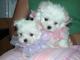 Bichon maltes minis