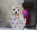 Bichon maltes minis de pure raza