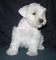 Bonitos cachorros schnauzer albinos - Foto 1