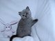 British shorthair azul