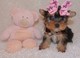 Bueno y amoroso casas necesarios para cachorros teacup yorkie