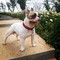 Bulldog frances para monta ( macho)