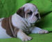 Bulldog Ingles para adopcion - Foto 1