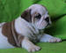 Bulldog ingles para adopcion