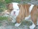 Bulldog Ingles para adopcion - Foto 2
