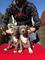 Cachorro pit bull terrier - Foto 1
