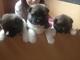 Cachorros akita calidad para adopcion,