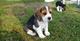 Cachorros beagle - Foto 2