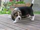 Cachorros Beagle de adopción - Foto 1