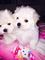 Cachorros bichon maltes toy en adopcion
