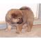 Cachorros Chow Chow - Foto 1