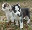 Cachorros de Siberian Huskies - Foto 2