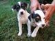 Cachorros fox terrier chileno