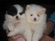 Cachorros lindo y hermoso de Pomeranian para la adopción - Foto 1