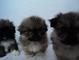 Cachorros pekines su parra adopcion