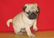 Cachorros pug amorosa