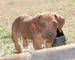 Cachorros rhodesian ridgeback